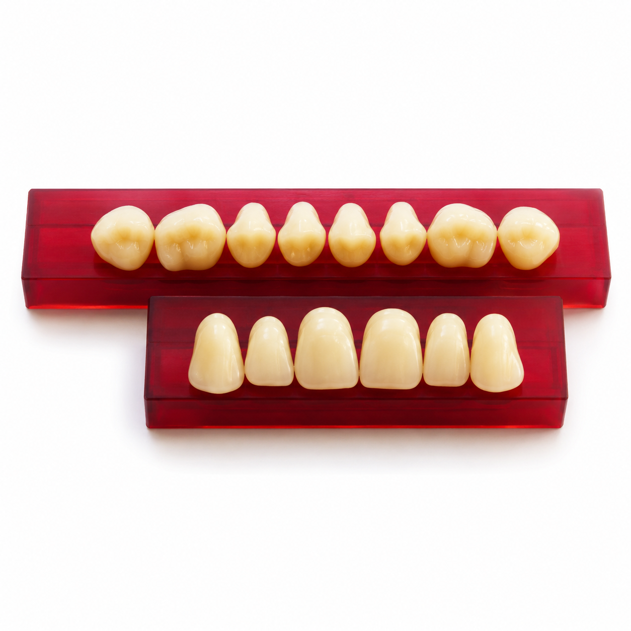 Diente Anterior Superior — MARCHE