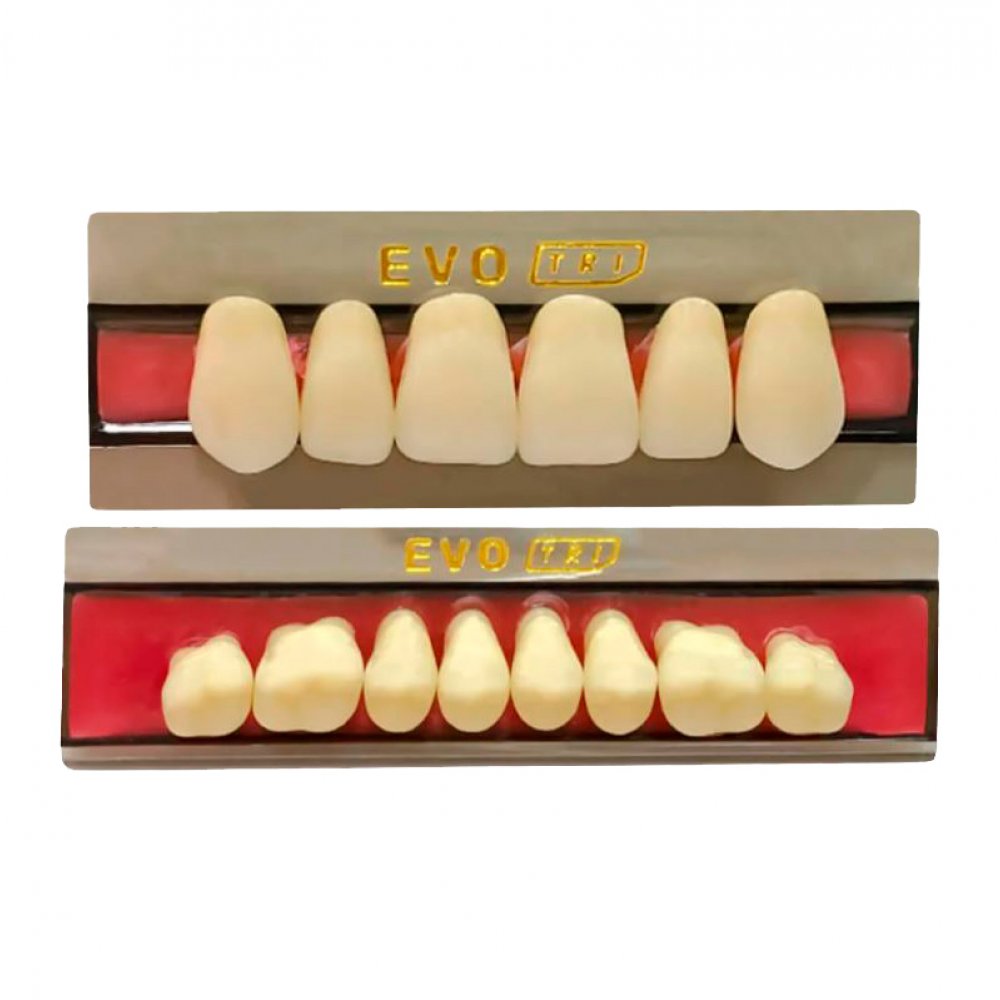 Diente Duodent V Posterior Inferior M3 I Tableta A3,5 - EVODEN
